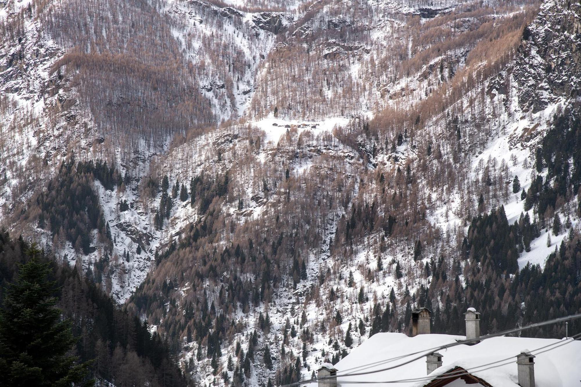 Larice Bianco App N4 Campodolcino